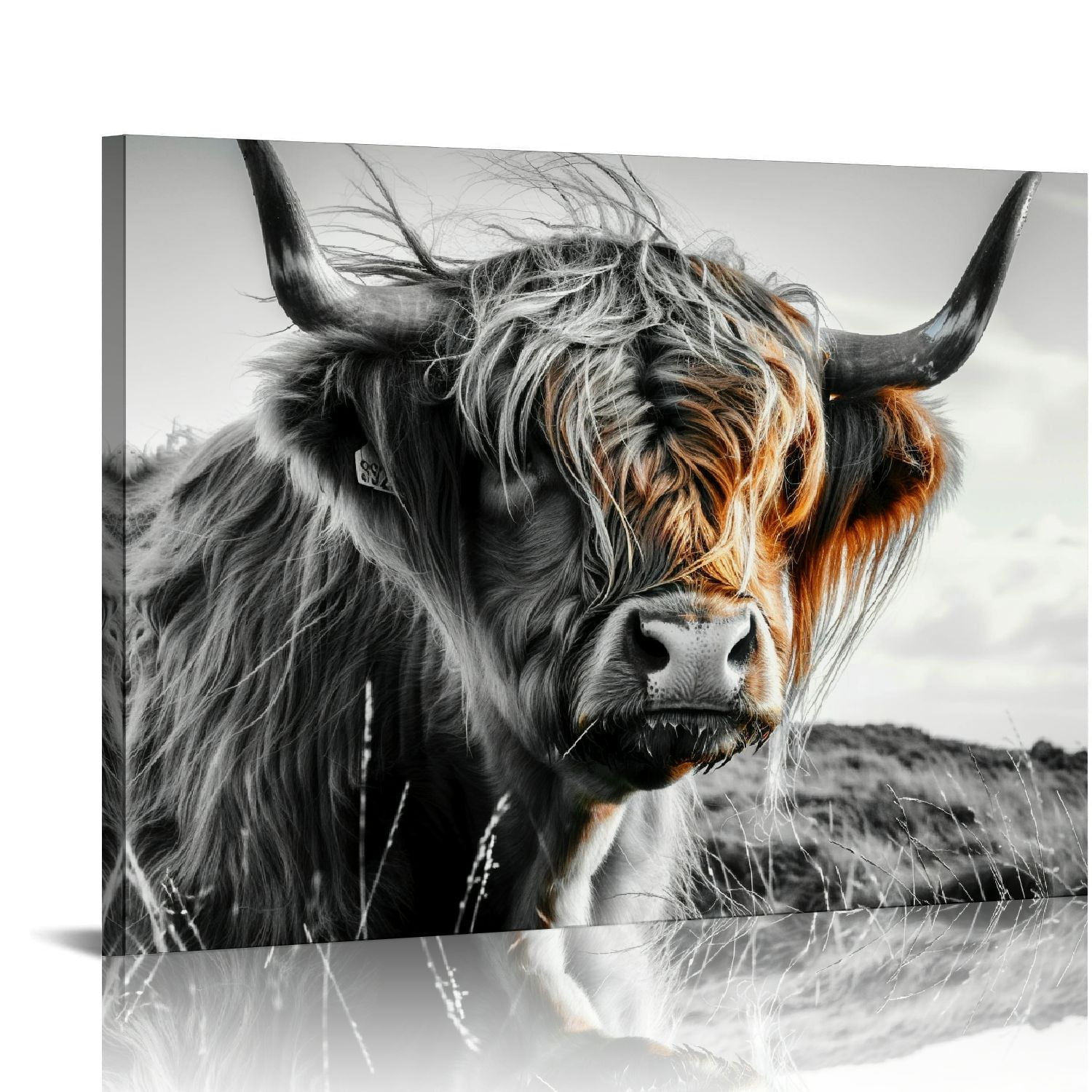 Framed Black and White Highland Cow Canvas Art Print, 16" x 12"