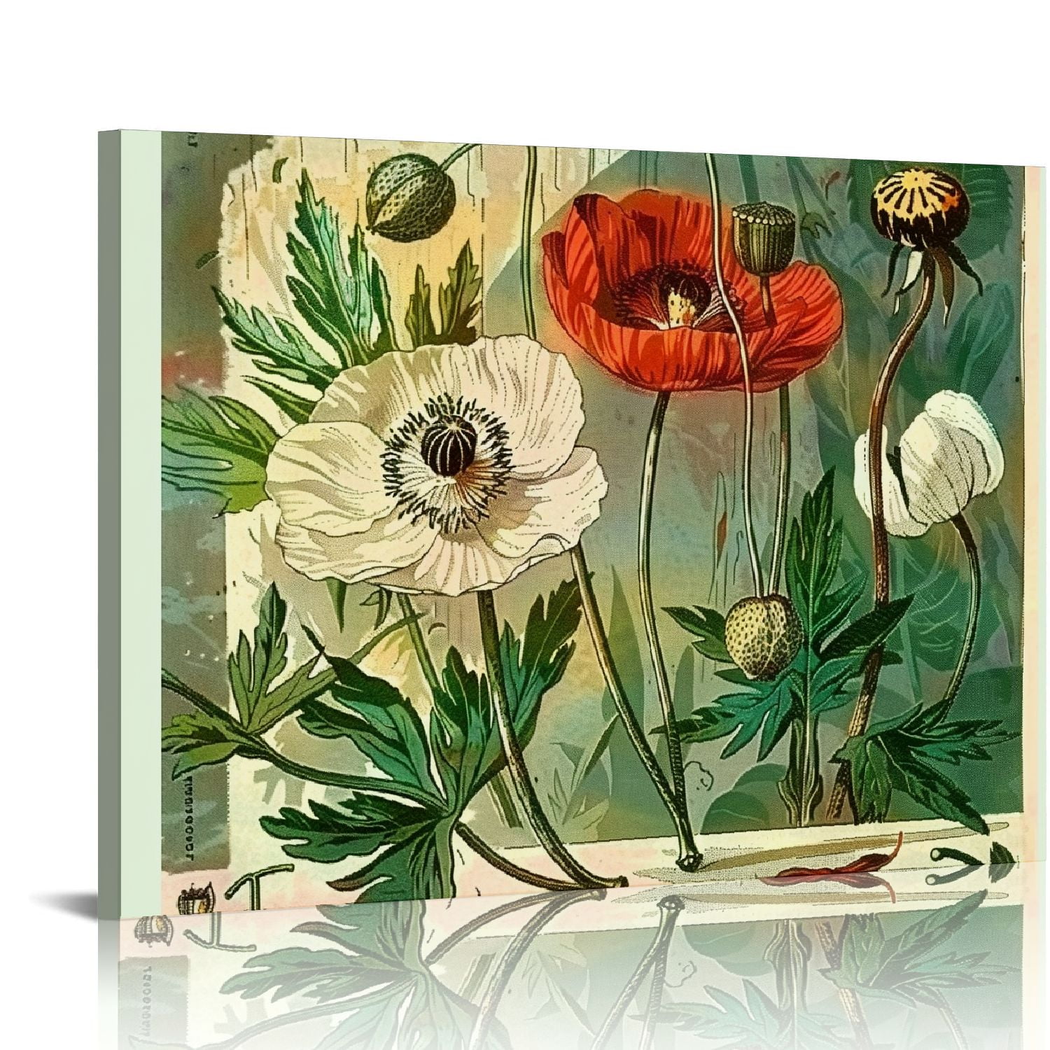 Orinice Opium Poppy Vintage Botanical Floral Illustration Art