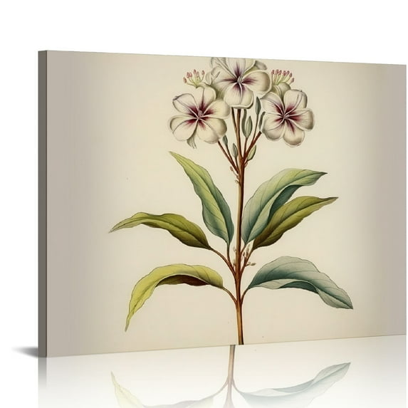 Orinice Plumeria Flower Plant Print - Vintage Style Floral Botanical Illustration Poster 16x12in