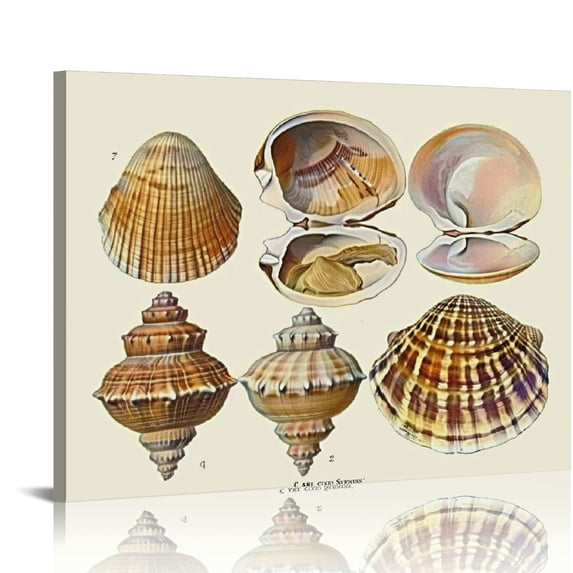 Orinice Vintage Sea Shell Beach Ocean Wall Art Prints by Ink Inc Unframed 20x16in