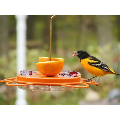 Oriolefest Oriole Feeder 12oz