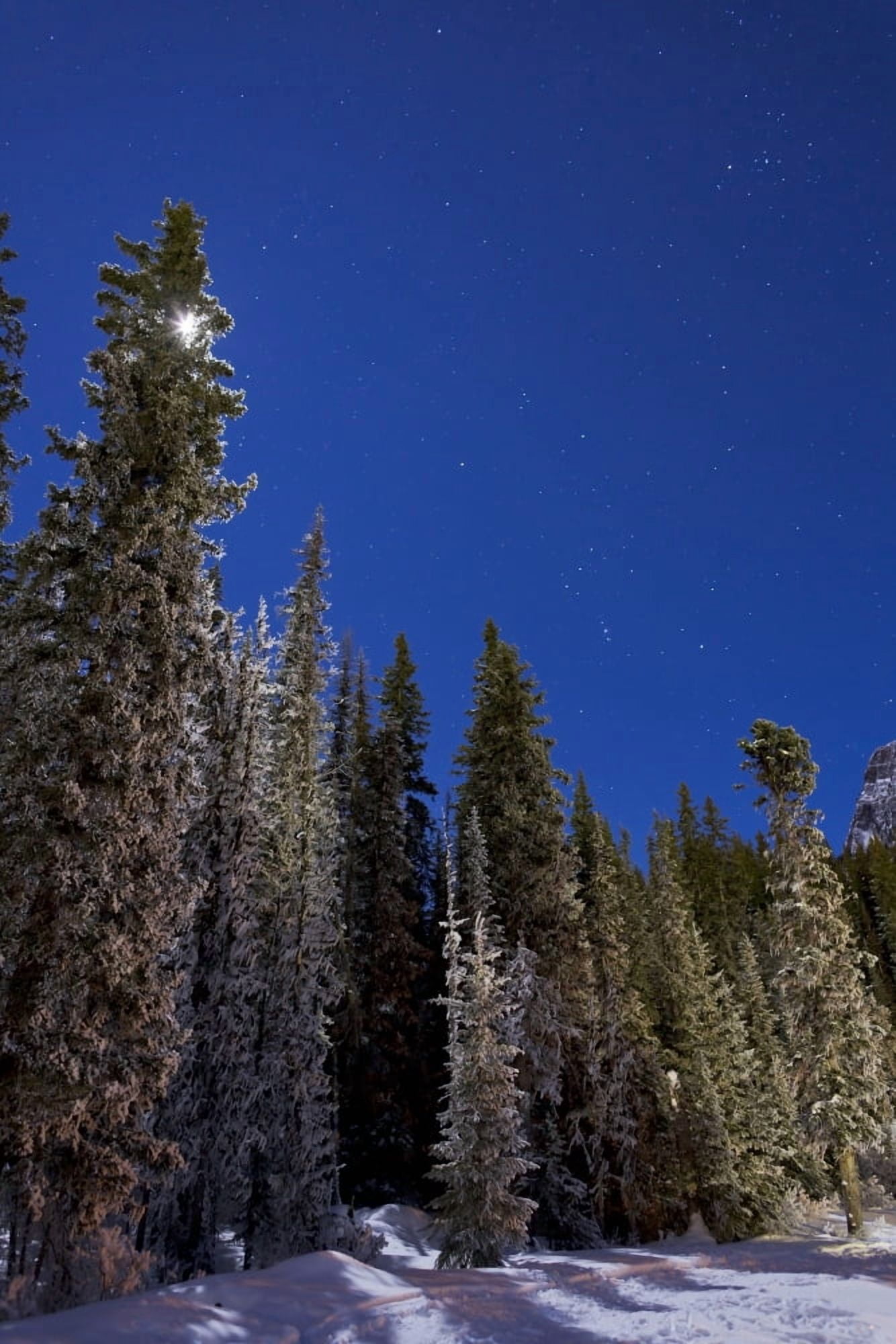 Orion constellation above winter pine trees in Alberta Canada Canvas Art - Alan DyerStocktrek Images (23 x 35)