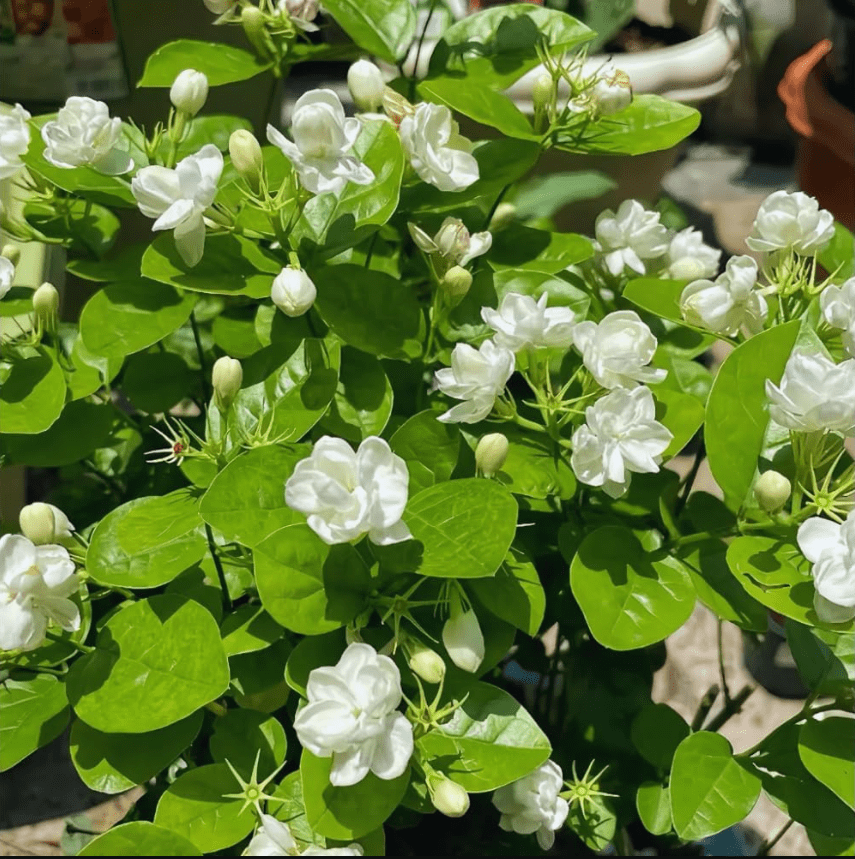 Orleans Sambac Jasmine Live Plant for Planting, Maid of Orlean Jasmine Live Plants, Jasmine Well Rooted, White Jasmine Flower Plants Tree, 4 to 6 Inch Tall, Ship No Pot