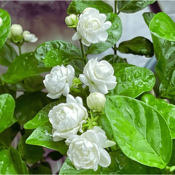 Orleans Sambac Jasmine Plant Live, Climbing Jasmine Indoor Outdoor Live, Fragrant, 5-9" in Tall, No Pot, Hardy and Fast-Growing