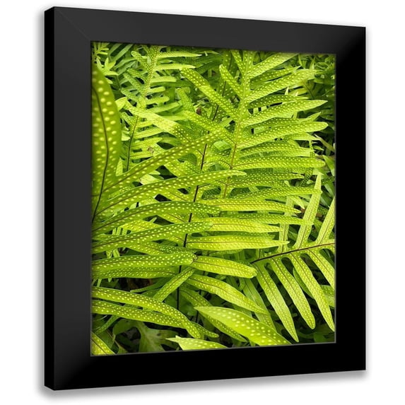 Orlov, Irena 15x18 Black Modern Framed Museum Art Print Titled - Tropical Paradise I