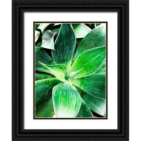 Orlov, Irena 25x32 Black Ornate Wood Framed with Double Matting Museum Art Print Titled - Green Tropical Succulent IV