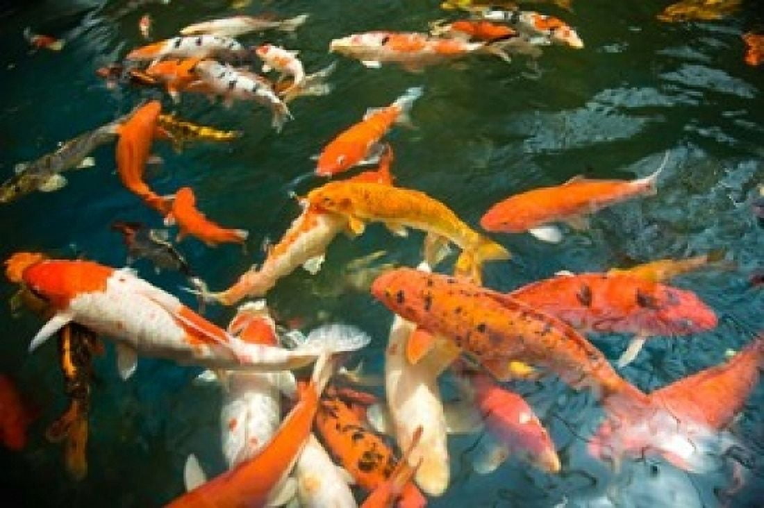 Ornament Koi or Common Carp Shopping Mall Pond Malacca Historic Melaka Malaysia Peninsula Malaysia SE Asia Canvas Art - Stuart Westmorland DanitaDelimont (36 x 24)