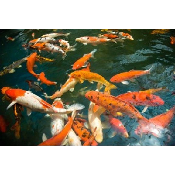 Ornament Koi or Common Carp Shopping Mall Pond Malacca Historic Melaka Malaysia Peninsula Malaysia SE Asia Canvas Art - Stuart Westmorland DanitaDelimont (36 x 24)