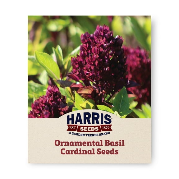 Harris Seeds - Ornamental Basil Cardinal Organic Seeds - Dark Green Leaves - 25 Seeds