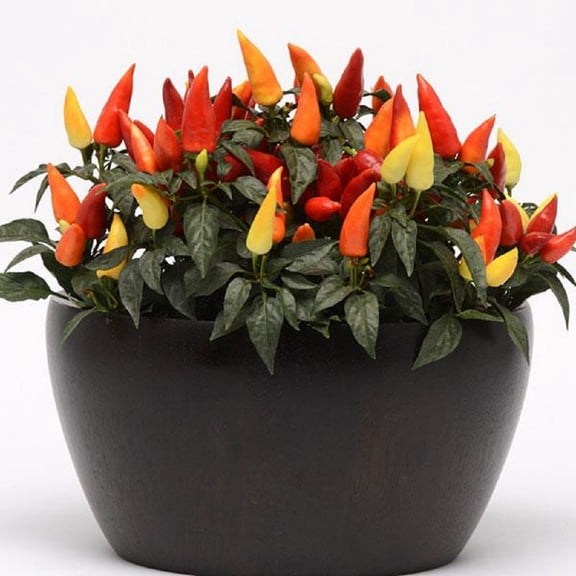 Ornamental Blaze Pepper Seeds - 10 Seeds