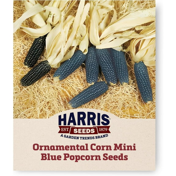 Harris Seeds - Mini Blue Popcorn Ornamental Corn Seeds Non-GMO - 1/4 lb Seeds
