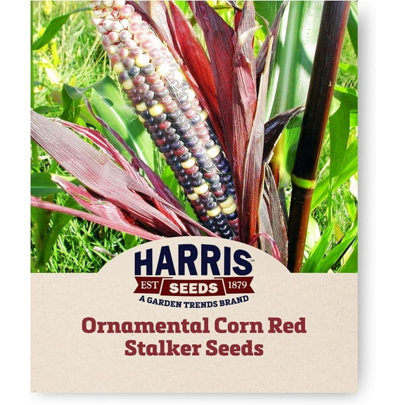 Harris Seeds - Red Stalker Ornamental Corn Seeds Non-GMO Vegetables - 1/2 lb Seeds