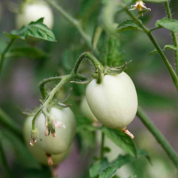 Ornamental Eggplant Seeds - Solanum Melongena Golden Eggs Flower Seed - 2000 Seeds