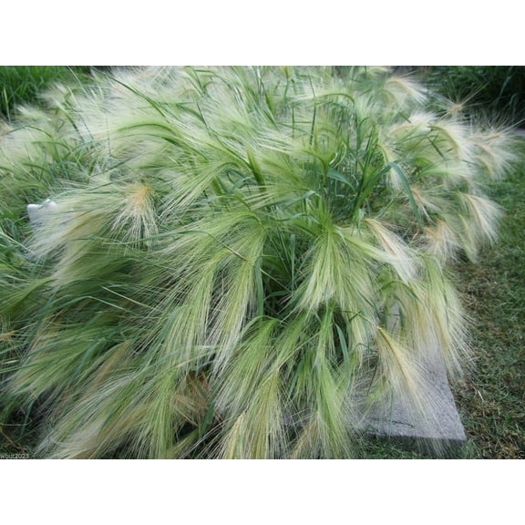 Ornamental Grass,Hordeum jubatum,Squirrel-tail Grass,Foxtail Barley 500 MVR1Seeds