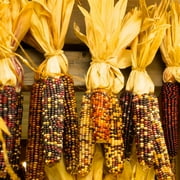 Ornamental Indian Corn Garden Seeds - 1 Lb - Non-GMO, Heirloom, Open Pollinated Vegetable Gardening Seeds - Decorative