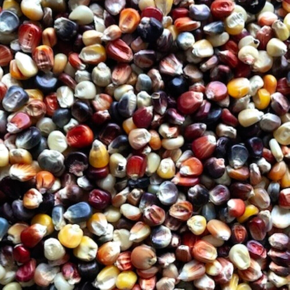 Ornamental Indian Corn Seeds Heirloom Fresh Garden Seeds, 200 Seeds