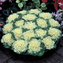 Ornamental Kale Nagoya White F1 Seed