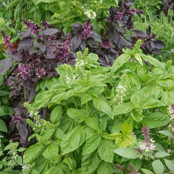 Mountain Valley Seed Company 1250 Basil Plant Seeds, Ornamental/Decorative