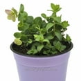thumbnail image 1 of Ornamental Oregano, Kirigami - Pot Size: 3.5in - Herbs, 1 of 3