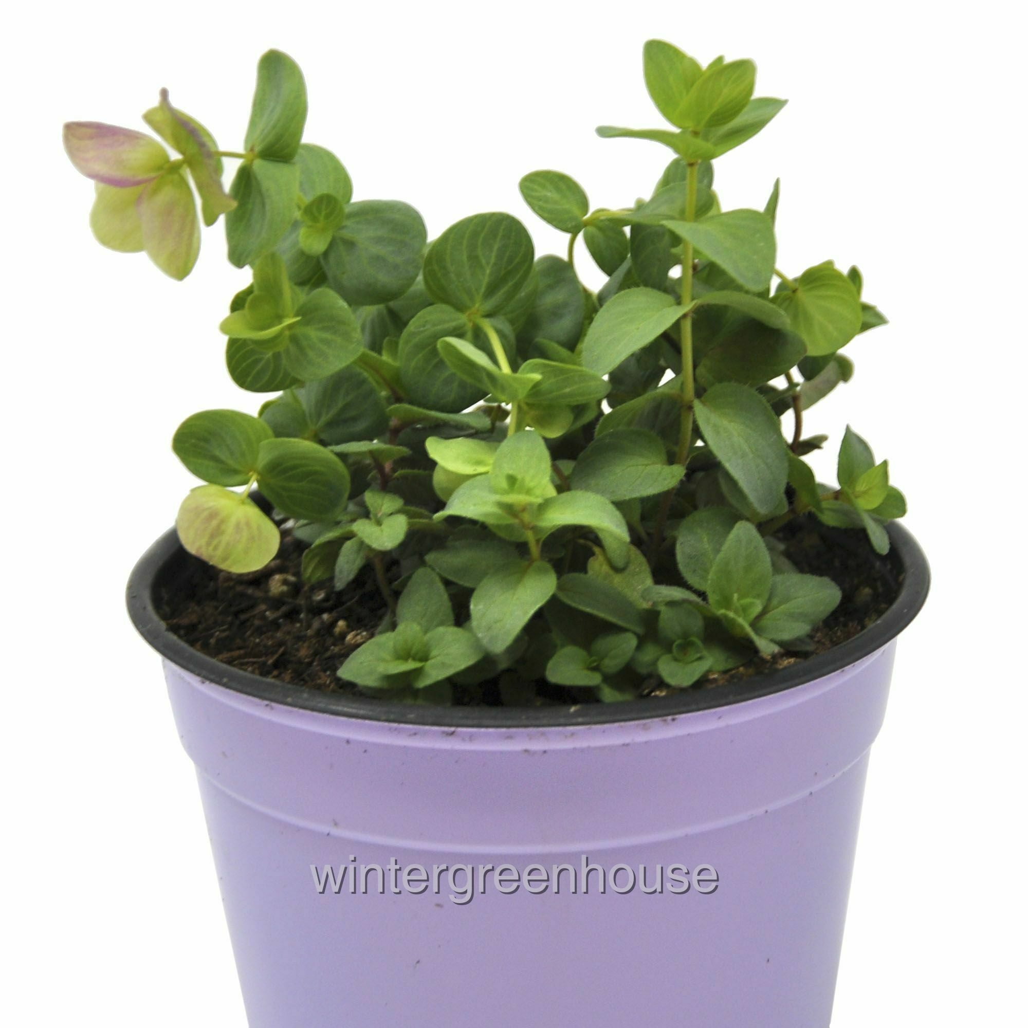 LIVE Ornamental Oregano, Kirigami for Patio 4" Pot Size Fragrant