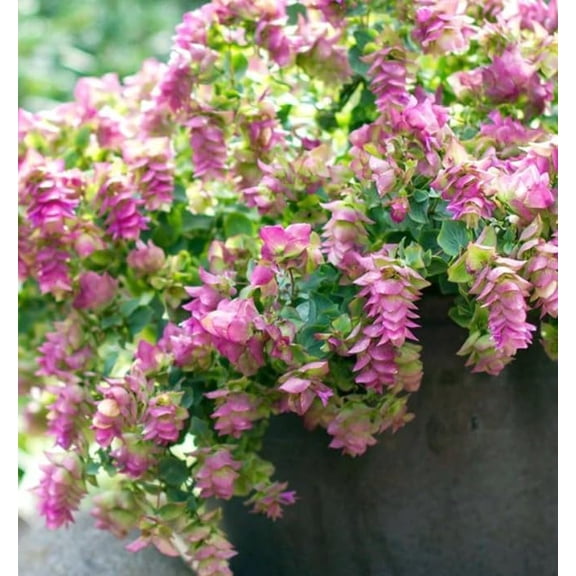 Ornamental Oregano Live Plant, Well-Rooted Plug, Rare Trailing Pink Flowering Herb for Hanging Baskets, Containers, Outdoor Garden