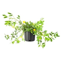 Ornamental Peanut Grass | 1 Large Gallon Size Plant | Arachis glabrata | Drought-Tolerant Ground Cover | Low-Maintenance Lawn Alternative