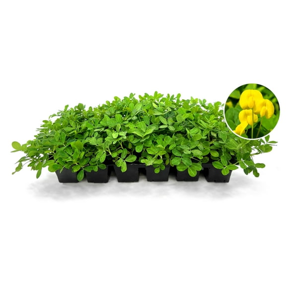 Ornamental Peanut Grass | 1 Live 4 Inch Plant | Arachis glabrata | Drought-Tolerant Ground Cover | Low-Maintenance Lawn Alternative