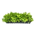 thumbnail image 1 of Ornamental Peanut Grass - Arachis Glabrata - 10 Live Plants - 2" Pot Size - Fully Rooted Drought Tolerant Ground Cover, 1 of 9