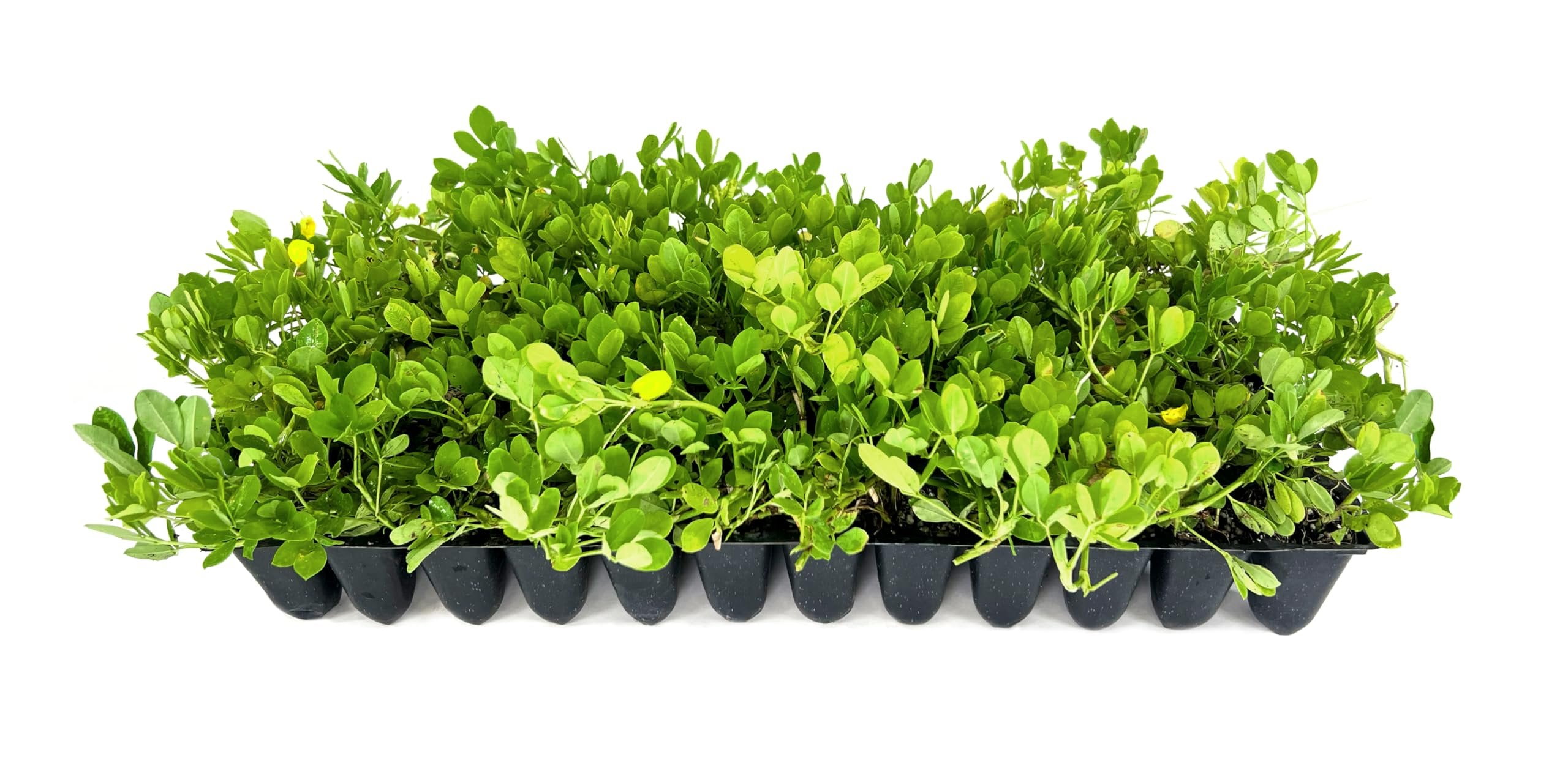 Ornamental Peanut Grass - Arachis Glabrata - 3 Live Plants in 2" Pots - Fully Rooted Drought Tolerant Ground Cover