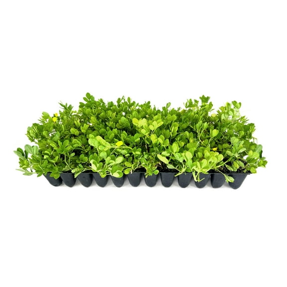 Ornamental Peanut Grass - Arachis Glabrata - 60 Live Plants - 2" Pot Size - Fully Rooted Drought Tolerant Ground Cover