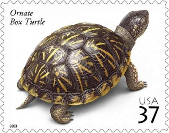 Ornate Box Turtle Canvas Art - US POSTAL SERVICE (24 x 30)
