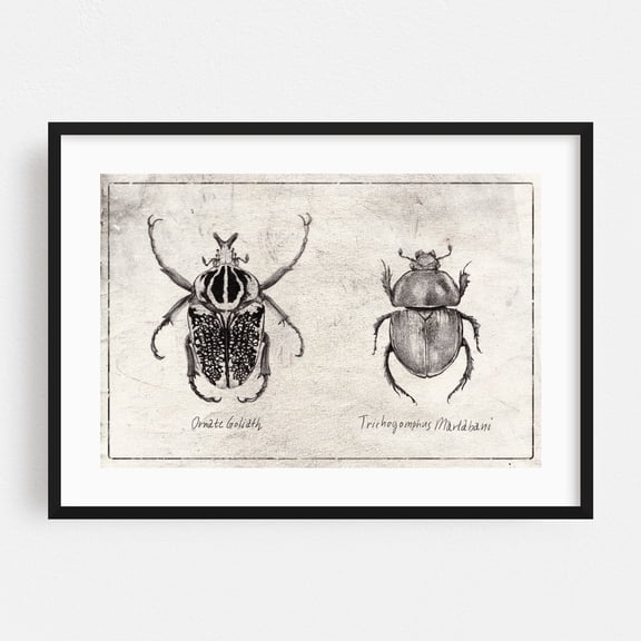 Ornate Goliath- Trichogomphus Martabani - Drawing Insect Vintage Botanical Black and White Nature Line Art Illustration Black Framed Wall Art Print 5 x 7 inches