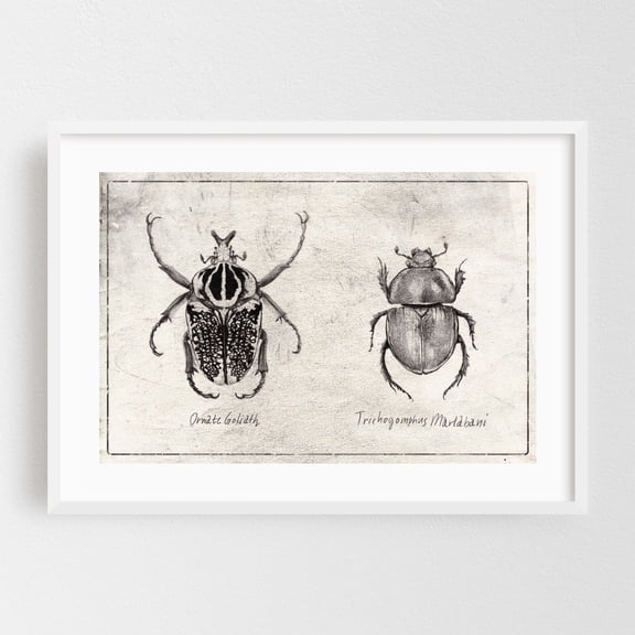 Ornate Goliath- Trichogomphus Martabani - Drawing Vintage Botanical Black and White Nature Line Art White Framed Wall Art Print 16 x 24 inches