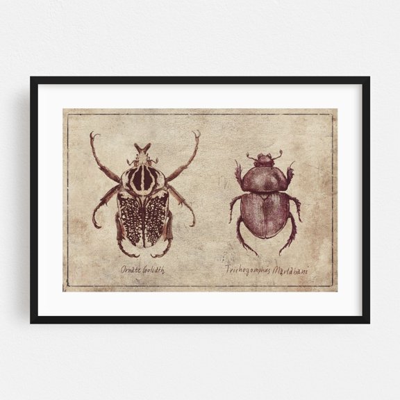 Ornate Goliath- Trichogomphus Martabani - Drawing Vintage Insect Rustic Botanical Art Deco Black Framed Wall Art Print 5 x 7 inches
