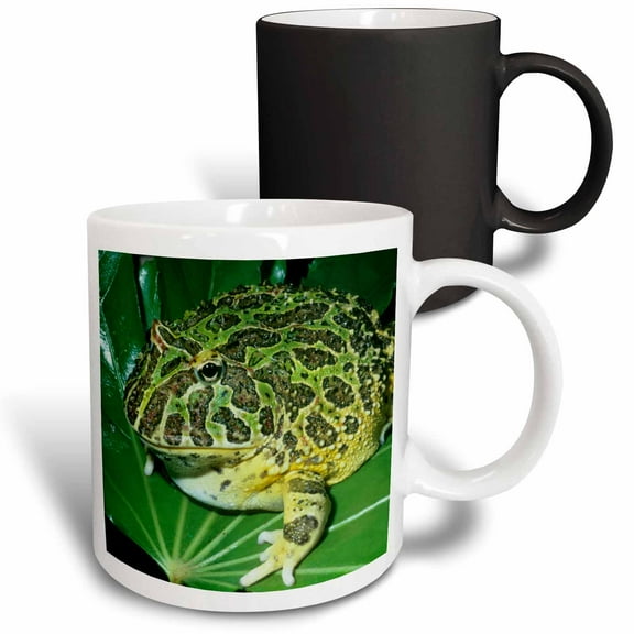 3drose, Ornate Horned Frog, Brazil - Sa04 Ksc0013 - Kevin Schafer, 11oz Magic Transforming Mug