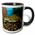 thumbnail image 1 of 3drose, Ornate Red Ear Slider Turtle - Na02 Dno0772 - David Northcott, 15oz Two-tone Black Mug, 1 of 6