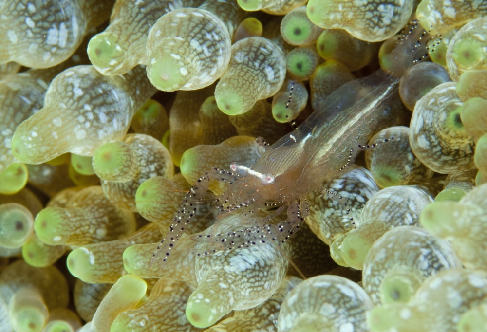 Ornate anemone shrimp in anemone Gorontalo Sulawasi Indonesia Canvas Art - Steve JonesStocktrek Images (35 x 24)