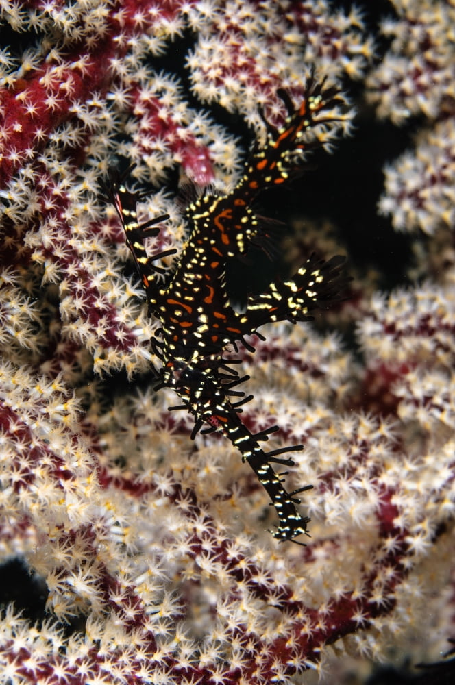 Ornate ghost pipefish Fiji Canvas Art - Todd WinnerStocktrek Images (12 x 18)