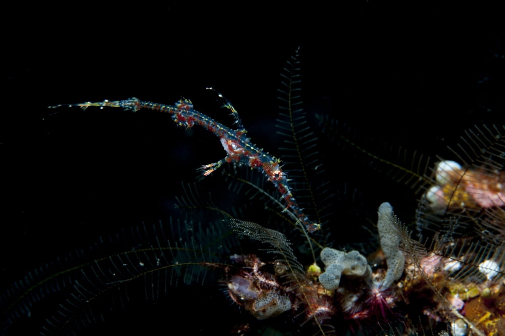 Ornate ghost pipefish Sulawesi Indonesia Canvas Art - Steve JonesStocktrek Images (35 x 23)