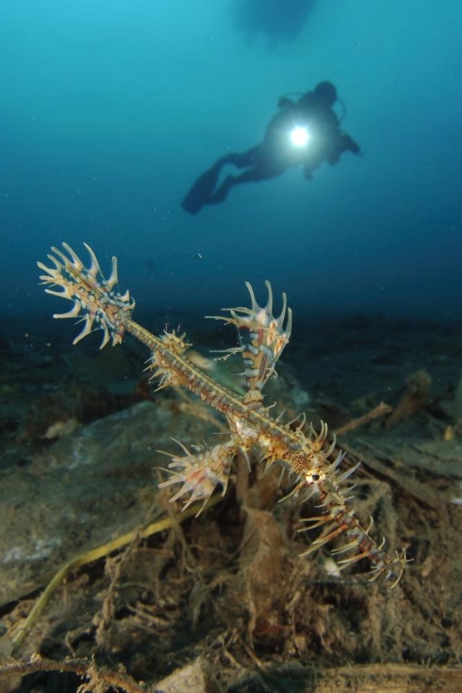 Ornate ghost pipefish amongst debris and rubbish Gorontalo Indonesia Canvas Art - Steve JonesStocktrek Images (12 x 18)