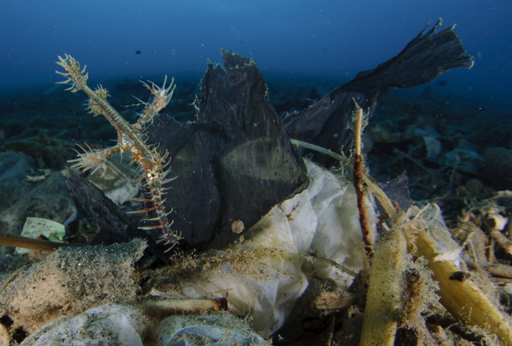 Ornate ghost pipefish amongst debris and rubbish Gorontalo Indonesia Canvas Art - Steve JonesStocktrek Images (17 x 12)