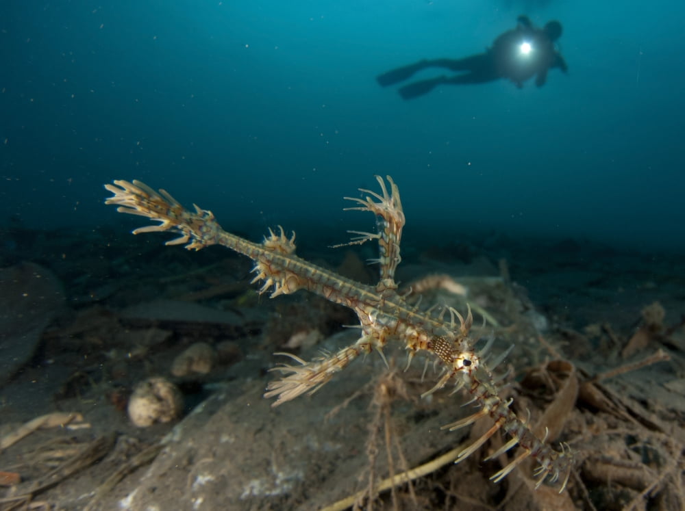 Ornate ghost pipefish amongst debris and rubbish Gorontalo Indonesia Canvas Art - Steve JonesStocktrek Images (33 x 25)