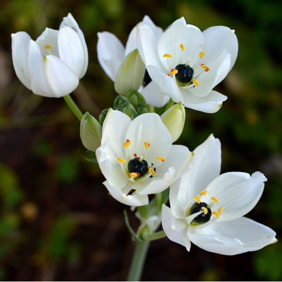 Easy to Grow Ornithogalum Arabicum Starflower 10 Plant Bulbs, Sun Zones 9-11