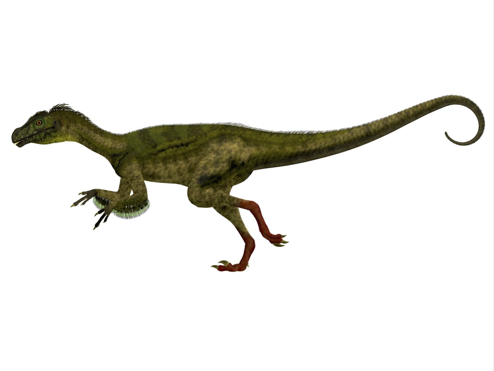 Ornitholestes dinosaur side view Canvas Art - Corey FordStocktrek Images (32 x 24)