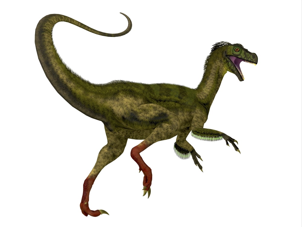 Ornitholestes dinosaur white background Canvas Art - Corey FordStocktrek Images (32 x 24)