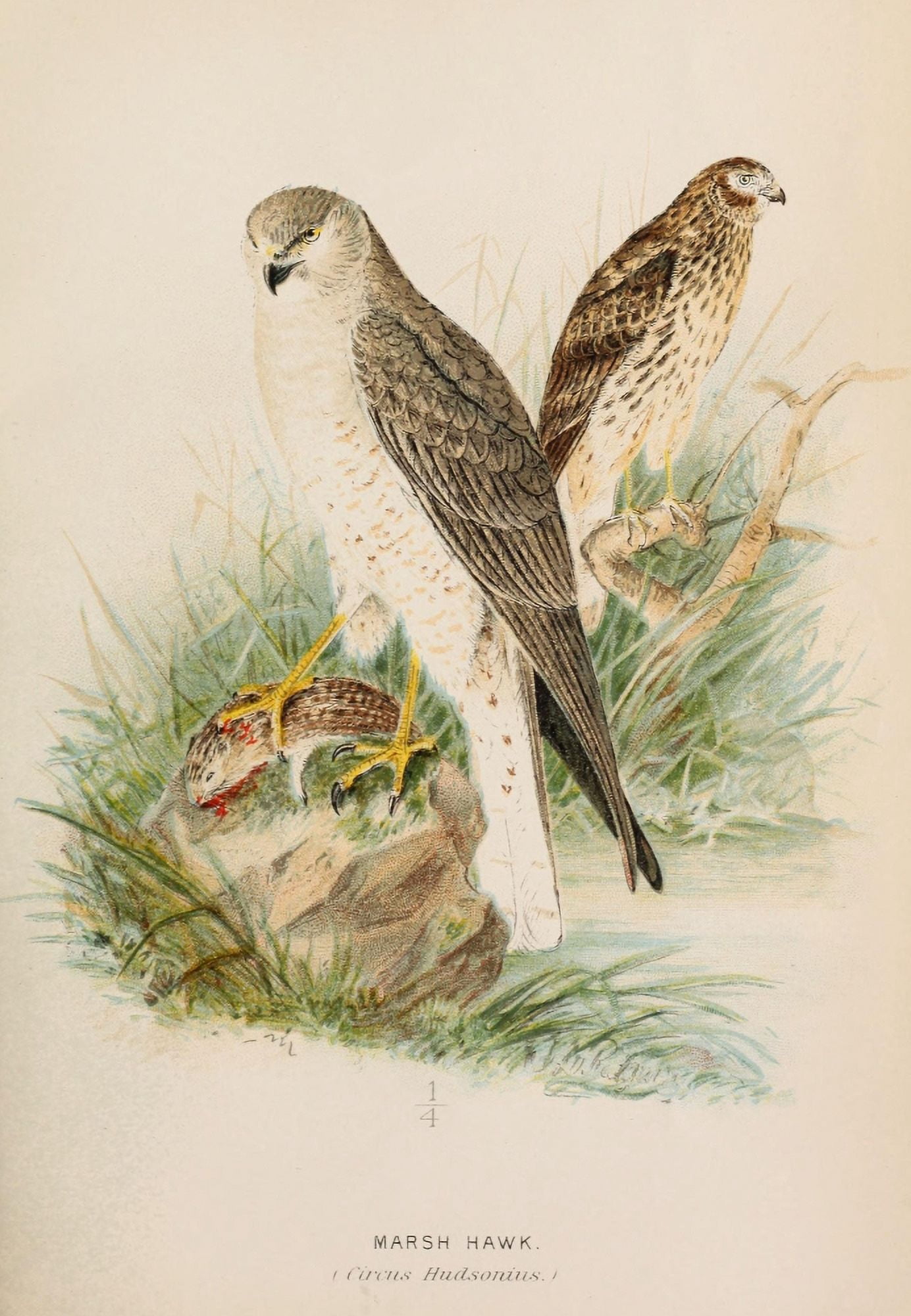 Ornithological Report 1889 Marsh Hawk Canvas Art - JG Keulemans (18 x 24)