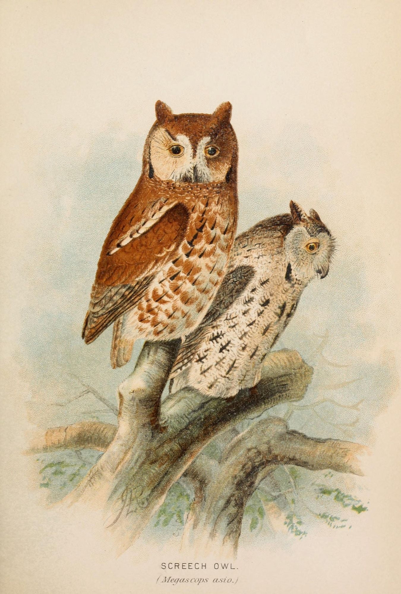 Ornithological Report 1889 Screech Owls Canvas Art - John G Keulemans (24 x 36)