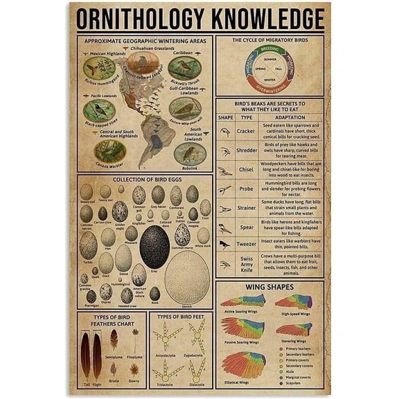 Ornithology Knowledge Graph Fun Education Science Classroom Infographic Tin Sign Great Retro Gifts and Decorative Door Wall School Farm Metal Signs 8x12 inches