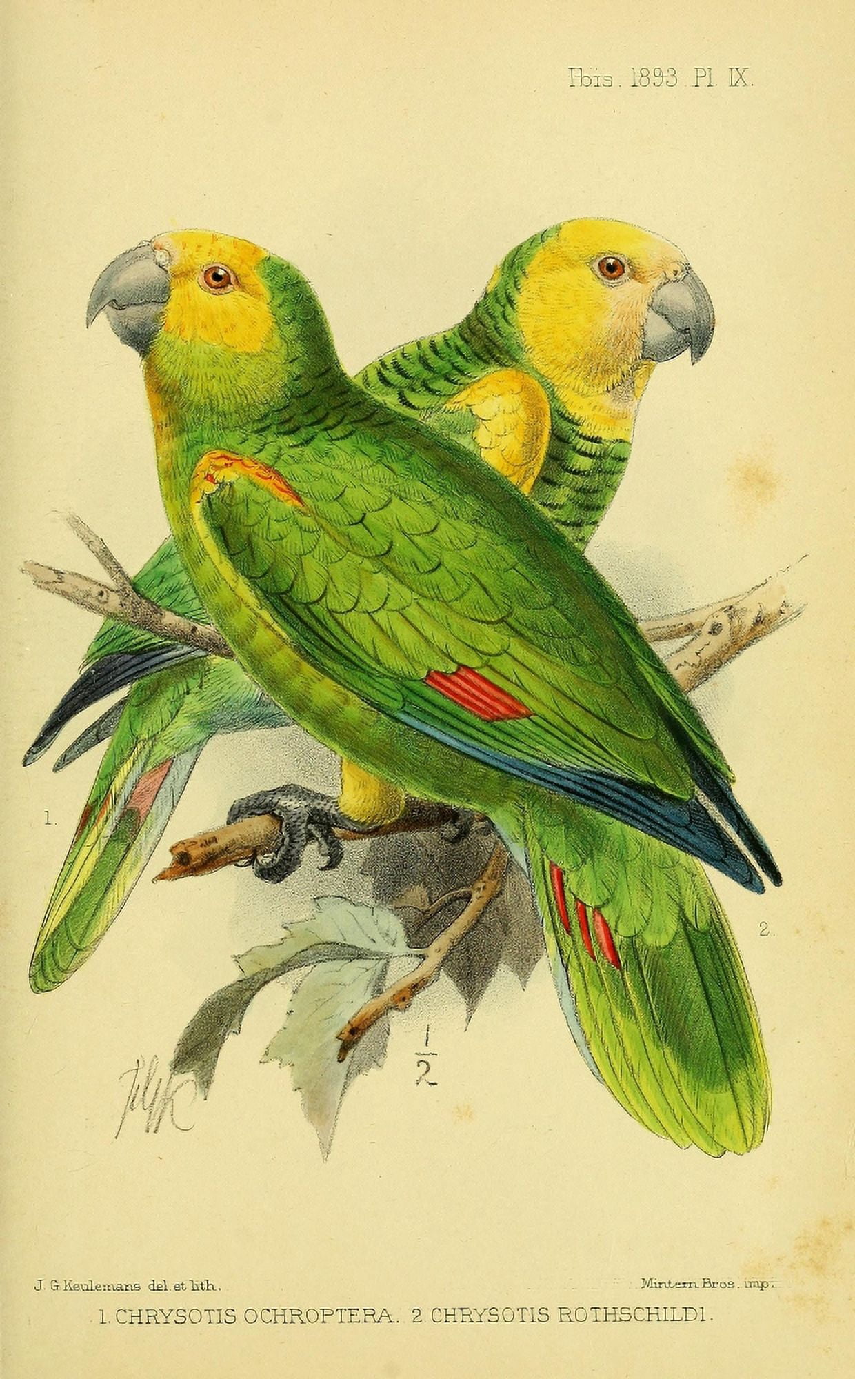 Ornithology of Curacao 1893 Parrots Canvas Art - JG Keulemans (18 x 24)
