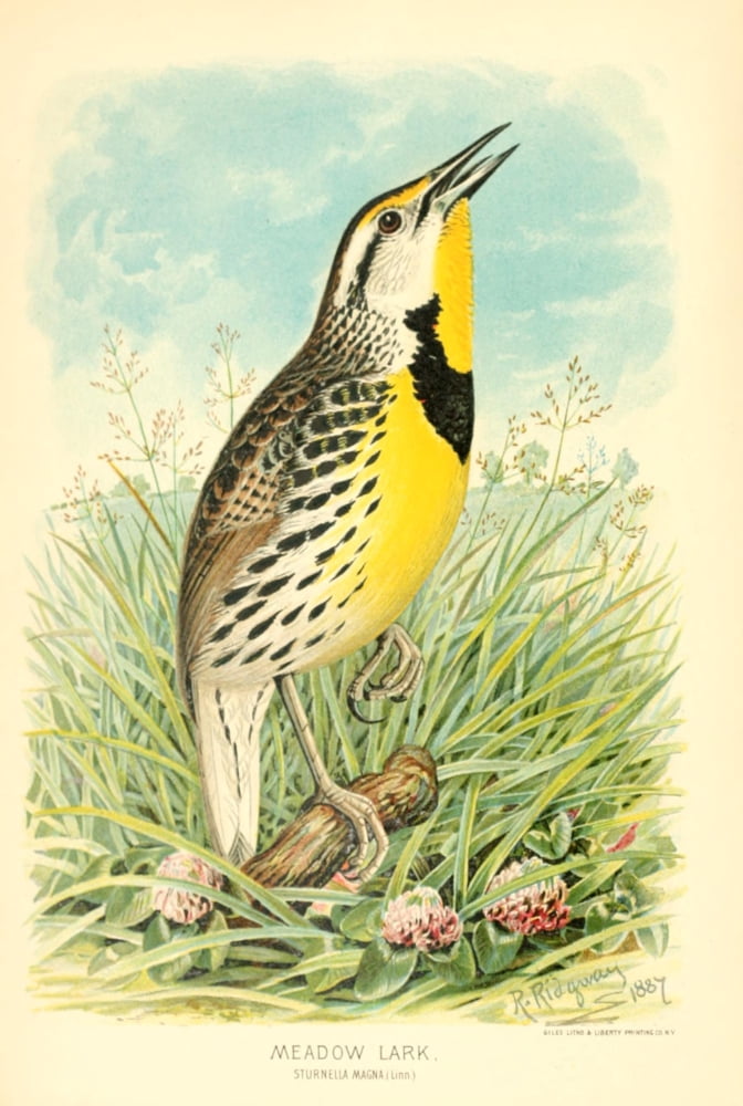 Ornithology of Illinois 1887 Meadow Lark Canvas Art - R Ridgway (24 x 36)